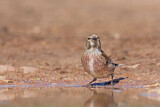 Image. Common Linnet