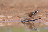 Image. Common Linnet
