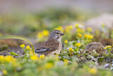 Image. Common Linnet
