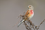 Image. Common Linnet
