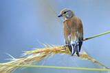 Image. Common Linnet