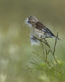 Image. Common Linnet