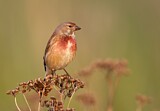 Image. Common Linnet