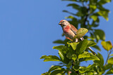 Image. Common Linnet