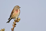 Image. Common Linnet