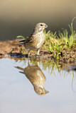 Image. Common Linnet