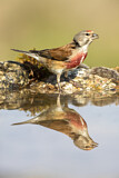 Image. Common Linnet