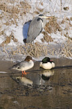 Image. Common Merganser & Grey Heron