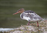 Image. Common Merganser