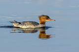 Image. Common Merganser