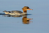 Image. Common Merganser