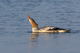 Image. Common Merganser