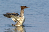 Image. Common Merganser
