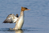 Image. Common Merganser