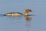 Image. Common Merganser