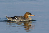 Image. Common Merganser