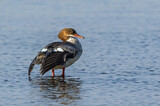 Image. Common Merganser