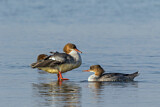 Image. Common Merganser