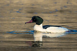 Image. Common Merganser
