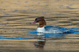 Image. Common Merganser
