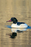 Image. Common Merganser