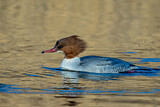 Image. Common Merganser