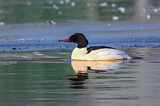 Image. Common Merganser