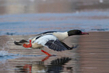 Image. Common Merganser