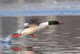 Image. Common Merganser