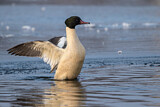 Image. Common Merganser