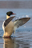 Image. Common Merganser