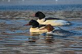 Image. Common Merganser