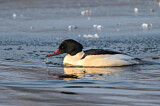 Image. Common Merganser