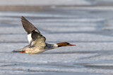Image. Common Merganser