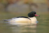 Image. Common Merganser