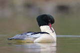 Image. Common Merganser