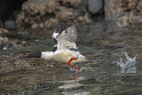 Image. Common Merganser