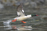 Image. Common Merganser