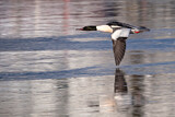 Image. Common Merganser