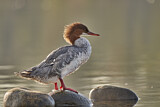 Image. Common Merganser