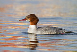 Image. Common Merganser
