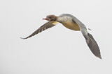 Image. Common Merganser