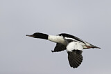 Image. Common Merganser