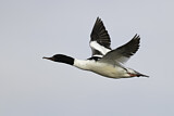 Image. Common Merganser