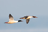 Image. Common Merganser