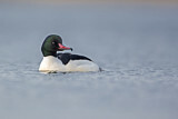 Image. Common Merganser