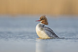 Image. Common Merganser