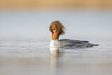 Image. Common Merganser