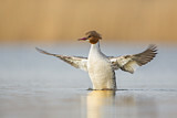 Image. Common Merganser