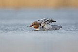 Image. Common Merganser